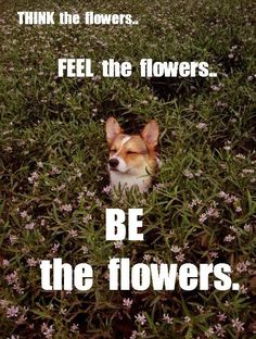 Fee the flowers, be the flowers